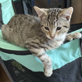 Thumbelina -  Domestic Short Hair Cat for Adoption in Springfield, Oregon - Thumbelina | PetCurious
