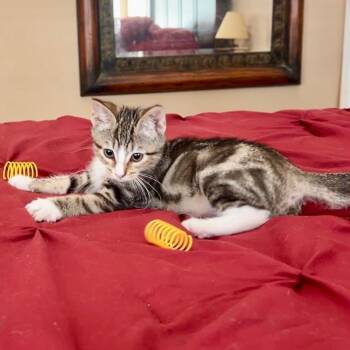 Domestic Short Hair Cats Available for Adoption - Reggie  | PetCurious
