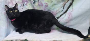 Domestic Short Hair Cats Available for Adoption - 251446  Bright | PetCurious