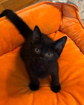 Rescue Domestic Short Hair Cats for Adoption in Trenton, New Jersey - Harmony | PetCurious