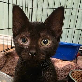 Prawns -  Domestic Short Hair Cat for Adoption in Leander, Texas - Prawns | PetCurious