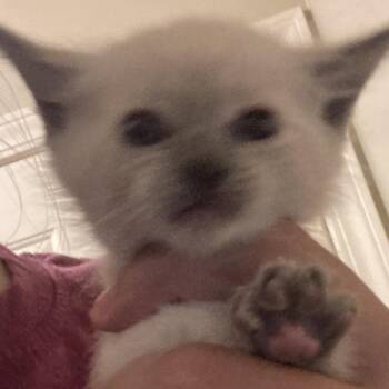 Mouse -  Domestic Short Hair Cat for Adoption in Grantsville, Utah - Mouse | PetCurious