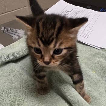 Aurelia -  Domestic Short Hair Cat for Adoption in Bristol, Indiana - Aurelia | PetCurious
