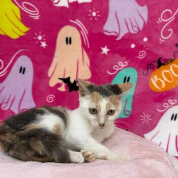 Bambi -  Domestic Short Hair Cat for Adoption in Riverwoods, Illinois - Bambi | PetCurious