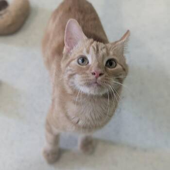 Domestic Short Hair Cats Available for Adoption in Fenton, Michigan - Squeeze | PetCurious