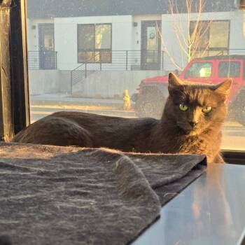 Mini -  Domestic Short Hair Cat Available for Adoption in Denver, Colorado - Mini | PetCurious