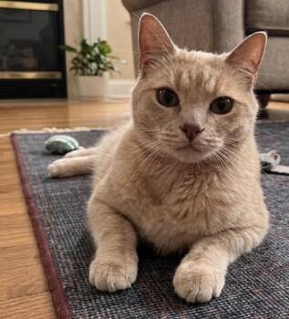 Orangino -  Domestic Short Hair Cat for Adoption in Long Beach, New York - Orangino | PetCurious