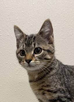 Margot -  Domestic Short Hair Cat for Adoption in Yankton, South Dakota - Margot | PetCurious