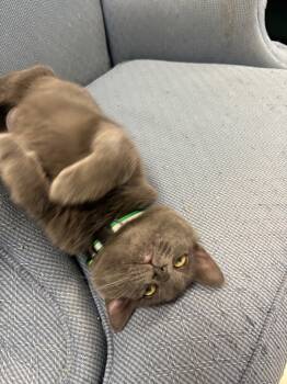 Rescue Russian Blue and Domestic Short Hair Cats for Adoption in Ballwin, Missouri - Judy | PetCurious