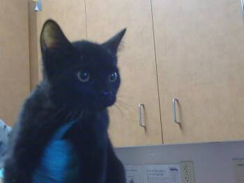 Rescue Domestic Medium Hair and Domestic Short Hair Cats for Adoption in Sacramento, California - A903951 | PetCurious