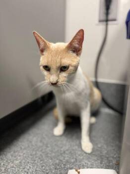 Domestic Short Hair Cats Available for Adoption in Sevierville, Tennessee - Galaxy | PetCurious