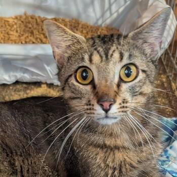 Marty -  Domestic Short Hair Cat for Adoption in Carmel, Indiana - Marty | PetCurious