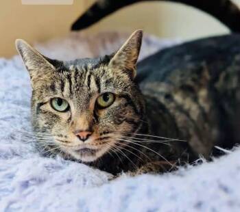 IGGY -  Domestic Short Hair Cat for Adoption in Bolivia, North Carolina - IGGY | PetCurious