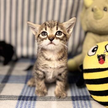 Archie -  Domestic Short Hair Cat for Adoption in Lanett, Alabama - Archie | PetCurious