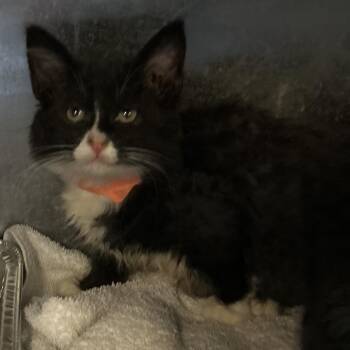 Olivia -  Domestic Medium Hair Cat for Adoption in Long Beach, California - Olivia | PetCurious