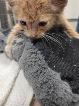 Tony -  Domestic Short Hair Cat for Adoption in Bossier City, Louisiana - Tony | PetCurious