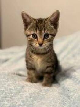 Domestic Short Hair Cats Available for Adoption - Spunky | PetCurious