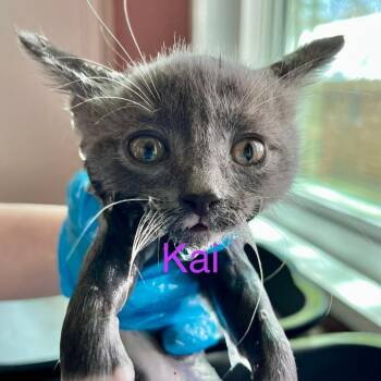 Mark (Kai) -  Domestic Short Hair Cat for Adoption in Lakewood, Colorado - Mark (Kai) | PetCurious