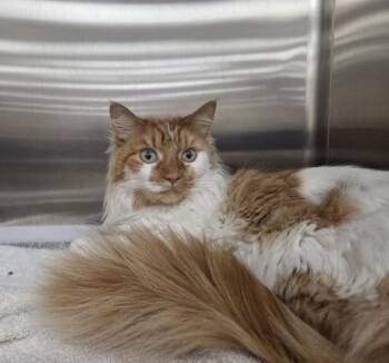Sunkist -  Domestic Short Hair Cat for Adoption in Westland, Michigan - Sunkist | PetCurious