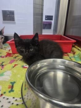 Rescue Domestic Short Hair Cats for Adoption in Fort Worth, Texas - 59801012 | PetCurious