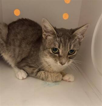 Domestic Short Hair Cats Available for Adoption - CLEO | PetCurious