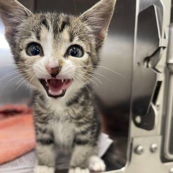 Isla -  Domestic Short Hair Cat for Adoption in Auburn, Alabama - Isla | PetCurious