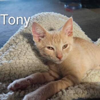 Tony -  Domestic Short Hair Cat for Adoption in Traverse City, Michigan - Tony | PetCurious
