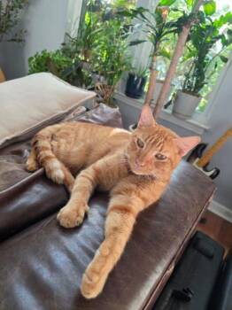 Rescue Domestic Short Hair Cats for Adoption in Memphis, Tennessee - Frie | PetCurious