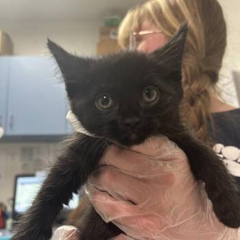 Shooky -  Domestic Medium Hair Cat for Adoption in Charleston, West Virginia - Shooky | PetCurious