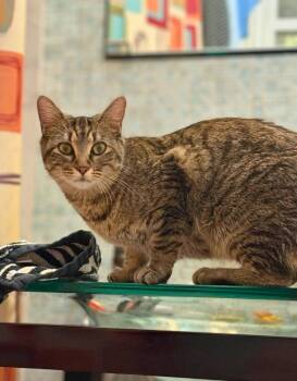 Emmy (AKA Voodoo) -  Domestic Short Hair Cat for Adoption in Chicago, Illinois - Emmy (AKA Voodoo) | PetCurious