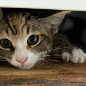 Chutney -  Domestic Short Hair Cat for Adoption in Long Beach, California - Chutney | PetCurious