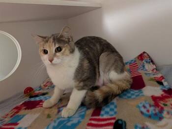 MISSY -  Domestic Short Hair Cat for Adoption in Kent, Washington - MISSY | PetCurious