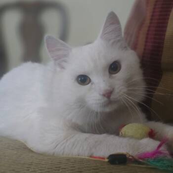Rescue Domestic Medium Hair Cats for Adoption in Westport, Connecticut - Loki Aka Luna | PetCurious