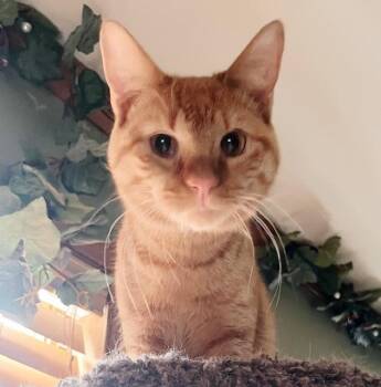 Tabby Cats Available for Adoption - Blaise | PetCurious