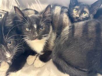 DONALD -  Domestic Short Hair Cat for Adoption in Rowlett, Texas - DONALD | PetCurious