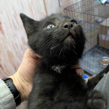 Domestic Short Hair Cats Available for Adoption in Rochester, Minnesota - Midnight | PetCurious