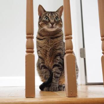 Rescue Domestic Short Hair Cats for Adoption in Walden, New York - Lucy | PetCurious