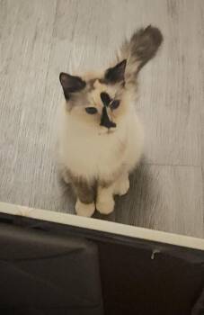 Rescue Siamese Cats for Adoption in Howey-in-the-hills, Florida - Diana | PetCurious