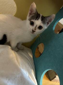 Kiku (Kiki) Ready for adoption end of July -  American Shorthair Cat for Adoption in Round Rock, Texas - Kiku (Kiki) Ready For Adoption End Of July | PetCurious