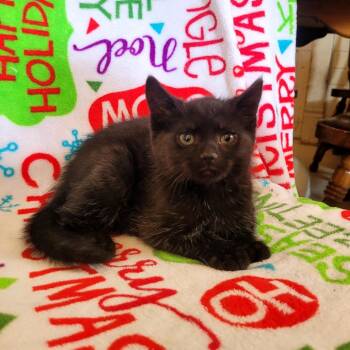 Domestic Short Hair Cats Available for Adoption in Kittanning, Pennsylvania - Pooh | PetCurious
