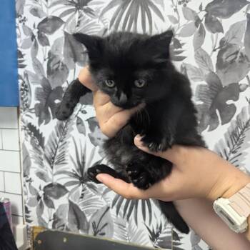 Obsidian -  Domestic Long Hair Cat for Adoption in Wahiawa, Hawaii - Obsidian | PetCurious