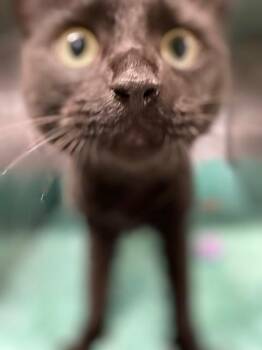 Rescue Domestic Short Hair Cats for Adoption in Lynn Haven, Florida - MARIGOLD | PetCurious