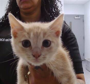 A1265530 -  Domestic Short Hair Cat for Adoption in Charlotte, North Carolina - A1265530 | PetCurious
