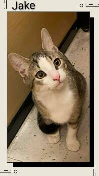 Domestic Short Hair Cats Available for Adoption in Caistor Centre, Ontario - Jake | PetCurious