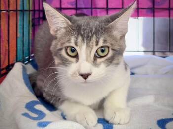 Little Prince -  Tabby Cat for Adoption in Greenfield, California - Little Prince | PetCurious