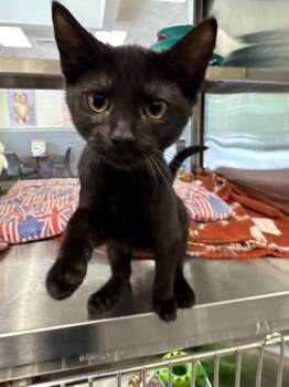 Domestic Short Hair Cats Available for Adoption in Hilton Head Island, South Carolina - Rita | PetCurious