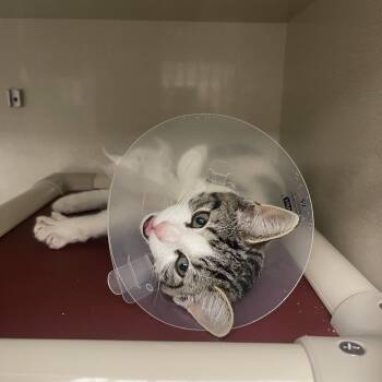 Sybyl Ludington -  Domestic Short Hair Cat for Adoption in Mentor, Ohio - Sybyl Ludington | PetCurious
