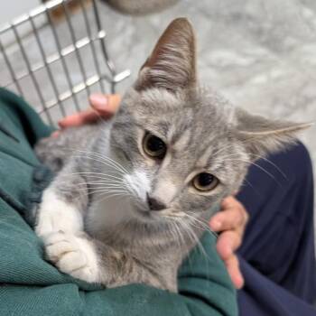 Domestic Short Hair Cats Available for Adoption - Brody | PetCurious