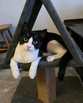 Wynter -  American Shorthair Cat for Adoption in East Orange, New Jersey - Wynter | PetCurious