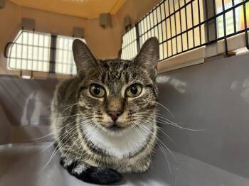 DOLLY PARTON -  Domestic Short Hair Cat for Adoption in Aliquippa, Pennsylvania - DOLLY PARTON | PetCurious